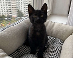 Кошки в Москве: Компанейский игрун Бумер, черный котенок ищет семью Мальчик, Бесплатно - фото 2