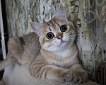 Кошки в Красноярске: Британская золота шиншилла КОТЁНОК Мальчик, Бесплатно - фото 1