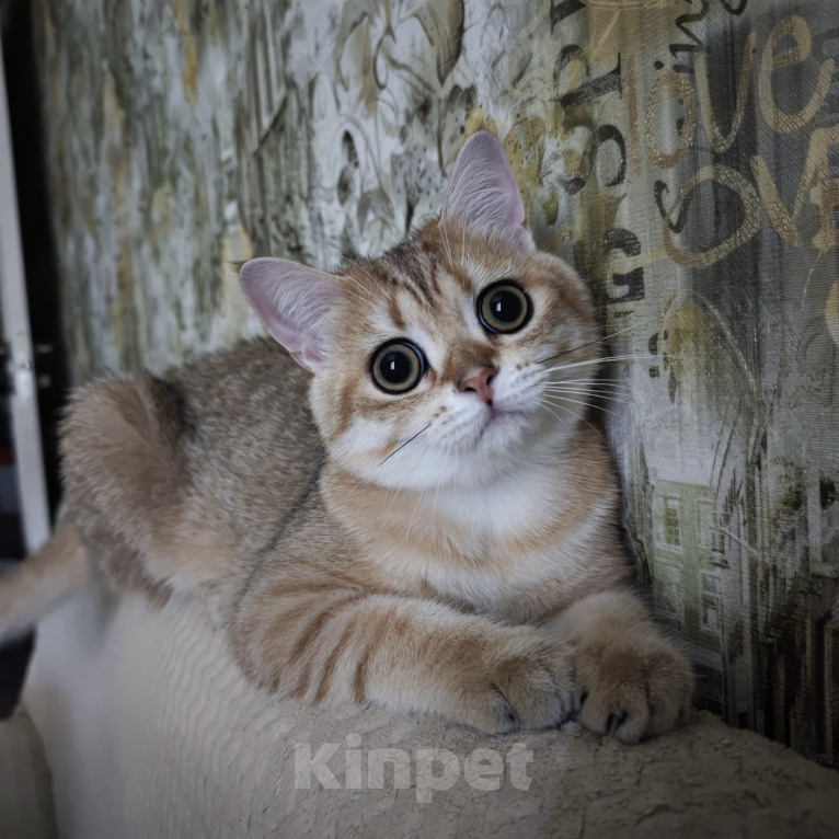 Кошки в Красноярске: Британская золота шиншилла КОТЁНОК Мальчик, Бесплатно - фото 1