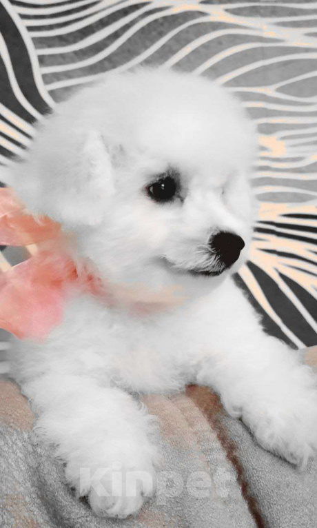 Собаки в других городах Московской области: Ваша будущая радость: очаровательная девочка Бишон Фризе, 3.5 месяца, готова к переезду! Девочка, 150 000 руб. - фото 2