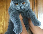 Кошки в Ногинске: Вязка с Шотландским вислоухим котом, 3 000 руб. - фото 2