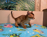 Кошки в Сальске: Абиссинские котята, 25 000 руб. - фото 9