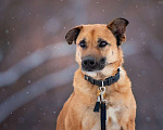 Собаки в Москве: Солнечный Рыжик, пес спасенный с пром. зоны, ищет дом! Мальчик, 10 руб. - фото 9