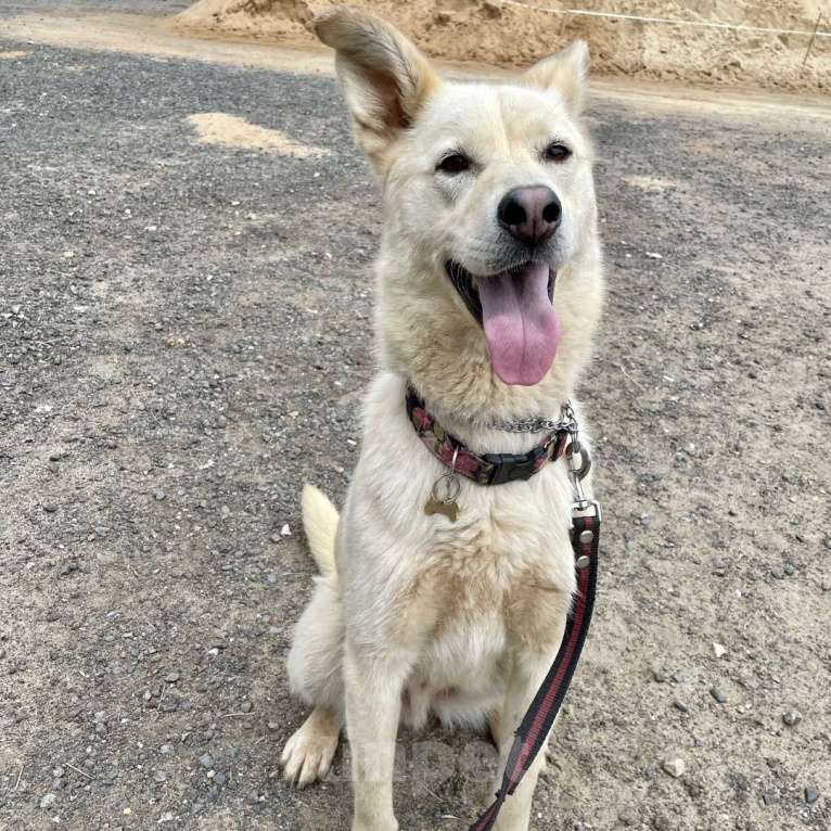 Собаки в Москве: Реми Мальчик, Бесплатно - фото 4