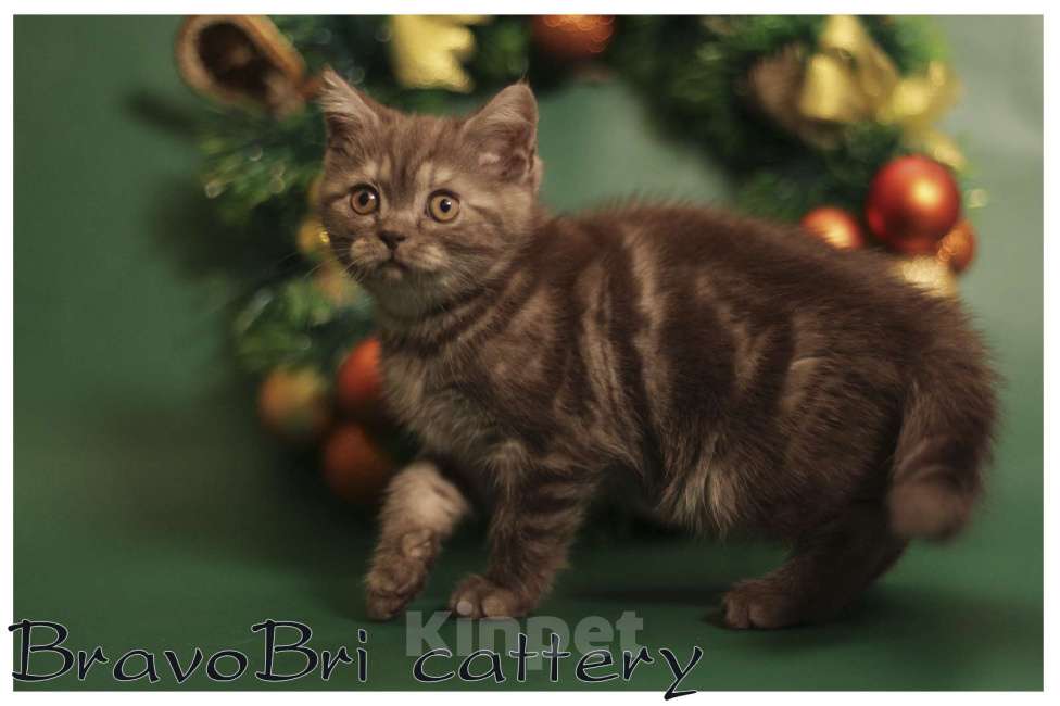 Кошки в Сургуте: Британская короткошерстная кошечка Девочка, 60 000 руб. - фото 10