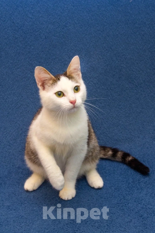 Кошки в Москве: Котенок мальчик в добрые руки Мальчик, 10 руб. - фото 9