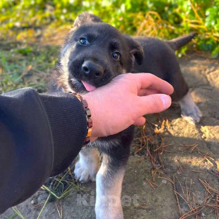 Собаки в других городах Ленинградской области: Кобель ВЕО от Гордость Питера Церри Бой х Гроза Мальчик, 45 000 руб. - фото 7