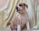 Собаки в Красногорске: Мальчик голубого окраса Мальчик, 80 000 руб. - фото 2