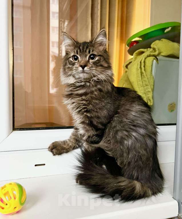 Кошки в Москве: Бесхитростный пушистик, котенок Джой в добрые руки Мальчик, Бесплатно - фото 8
