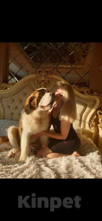 Собаки в Москве: Щенки сенбернара  Мальчик, 80 000 руб. - фото 3