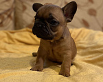 Собаки в Санкт-Петербурге: Отличный мальчик французик Мальчик, 40 000 руб. - фото 5