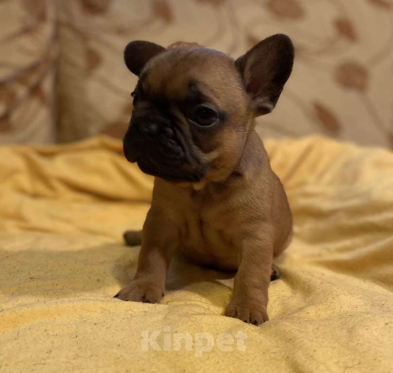 Собаки в Санкт-Петербурге: Отличный мальчик французик Мальчик, 40 000 руб. - фото 5