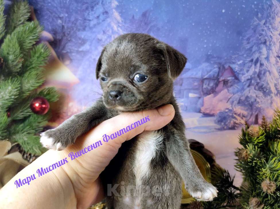 Собаки в Санкт-Петербурге: Голубого окраса щенок чихуахуа Винсент Мальчик, 100 000 руб. - фото 1