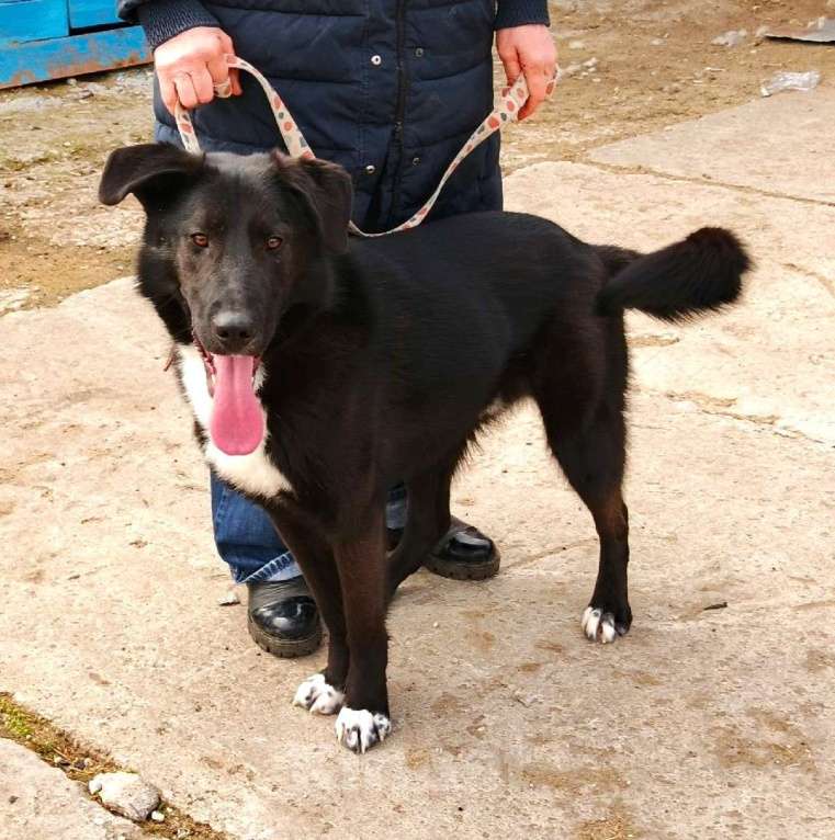 Собаки в Москве: Молоденький красавчик Туман ищет дом и семью Мальчик, Бесплатно - фото 3