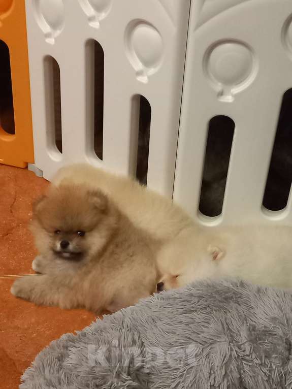 Собаки в Екатеринбурге: Бонус  стиль Норис Храбрый Лис Мальчик, 50 000 руб. - фото 3