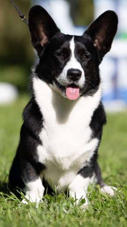 Собаки в Санкт-Петербурге: Племенной кобель Вельш корги кардиган Мальчик, Бесплатно - фото 2