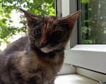 Кошки в Жуковском: Котята в добрые руки Девочка, Бесплатно - фото 5