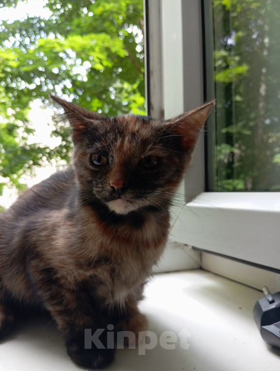 Кошки в Жуковском: Котята в добрые руки Девочка, Бесплатно - фото 5