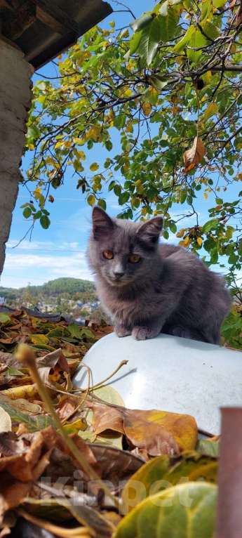 Кошки в Санкт-Петербурге: Красивая пушистая кошечка-подросток Девочка, Бесплатно - фото 7