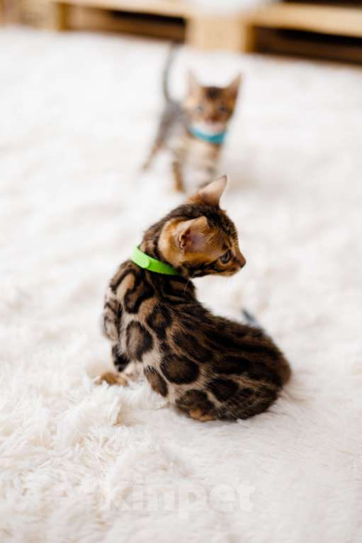 Кошки в Красноярске: Бенгальский котенок  Мальчик, 80 000 руб. - фото 5