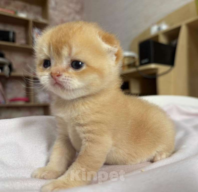 Кошки в Краснодаре: Котята золотая шиншилла  Девочка, 50 000 руб. - фото 1