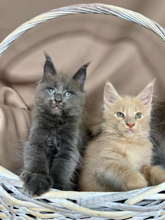 Кошки в Москве: Котята Менй-кун Мальчик, 5 000 руб. - фото 2