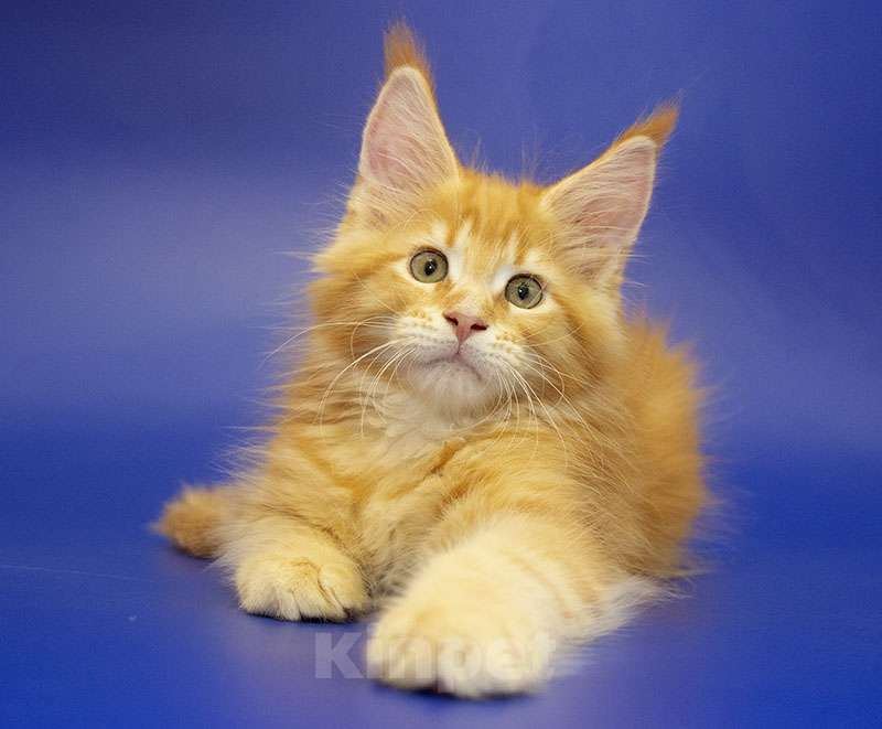 Кошки в Москве: Мейн-кун котенок Мальчик, Бесплатно - фото 3