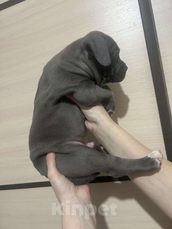 Собаки в Москве: Щенки АСТ Мальчик, 50 000 руб. - фото 6