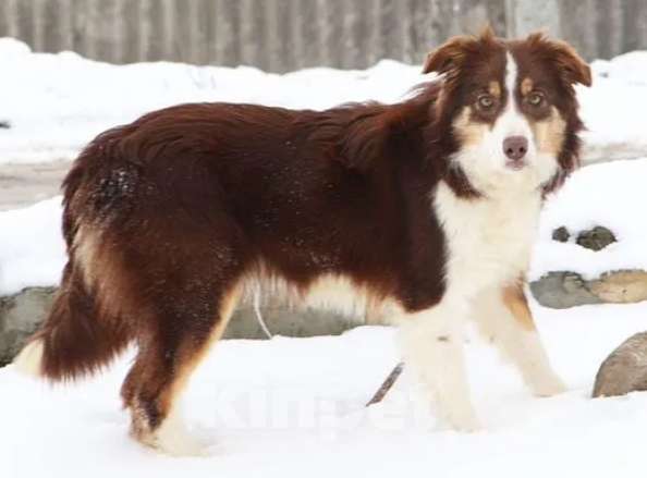 Собаки в Симферополе: Подрощенный щенок Бордер колли девочка Девочка, Бесплатно - фото 2