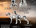 Собаки в Москве: Питомник далматинов Лавина Любви Мальчик, 80 000 руб. - фото 2