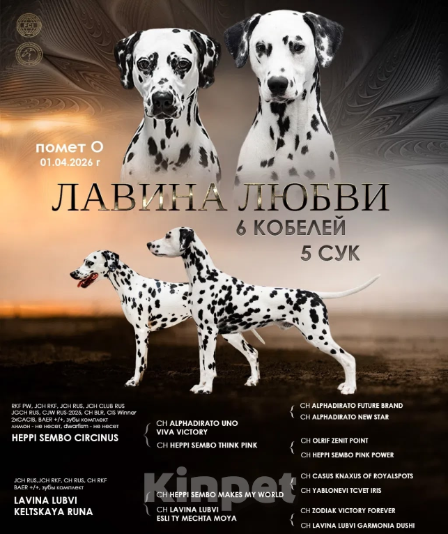 Собаки в Москве: Питомник далматинов Лавина Любви Мальчик, 80 000 руб. - фото 2