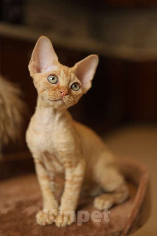 Кошки в Москве: Котята девон-рекс Мальчик, 60 000 руб. - фото 7