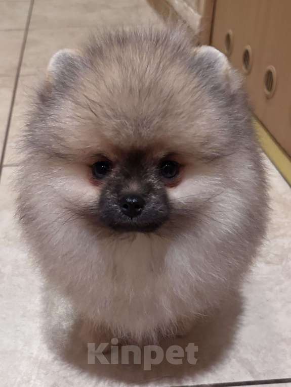 Собаки в Петергофе: Сладкий мальчонка Мальчик, 45 000 руб. - фото 2