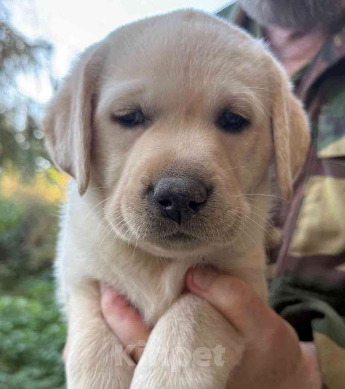 Собаки в Солнечногорске: Лабрадор щенки мальчики палевые РКФ Мальчик, 80 000 руб. - фото 2