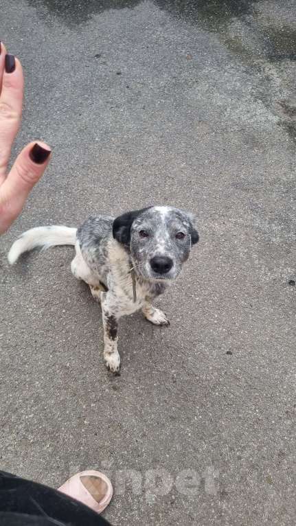 Собаки в Ростове-на-Дону: Отдам добрые руки Мальчик, Бесплатно - фото 3