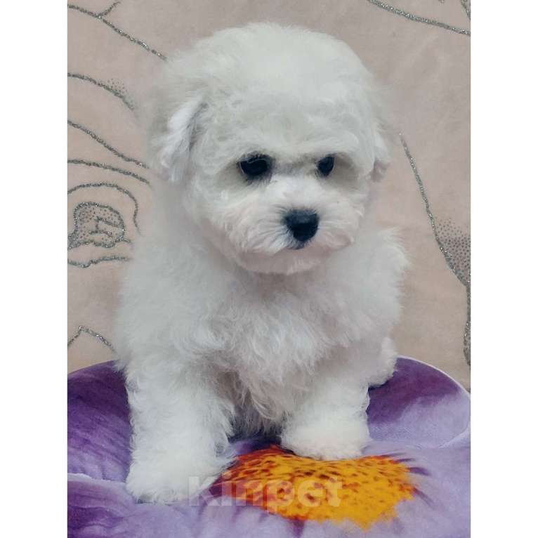 Собаки в Москве: Бишон Фризе чистокровные щенки РКФ Москва Девочка, 80 000 руб. - фото 3