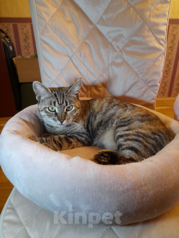 Кошки в Санкт-Петербурге: Тигруша ищет теплый дом и доброе сердце Девочка, Бесплатно - фото 1