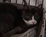 Кошки в Санкт-Петербурге: Дымка Северная Полярная Звездочка Девочка, Бесплатно - фото 2