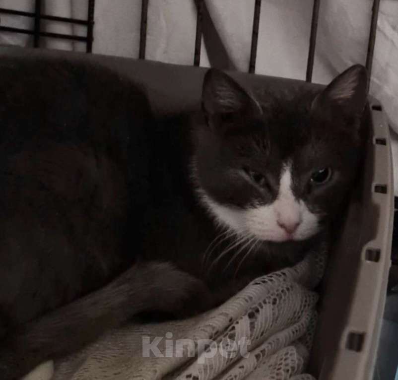 Кошки в Санкт-Петербурге: Дымка Северная Полярная Звездочка Девочка, Бесплатно - фото 2