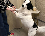 Собаки в Краснодаре: Мэй ищет дом Девочка, Бесплатно - фото 9