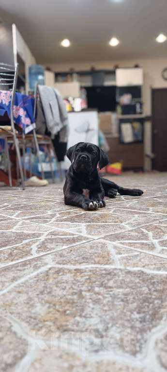 Собаки в других городах Московской области: Щенки Кане Корсо Девочка, 140 000 руб. - фото 7