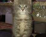 Кошки в Кемерово: Котята мейн-кун  Девочка, 7 000 руб. - фото 4