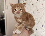 Кошки в Люберцах: продажа Мейн Куны Девочка, 25 000 руб. - фото 2