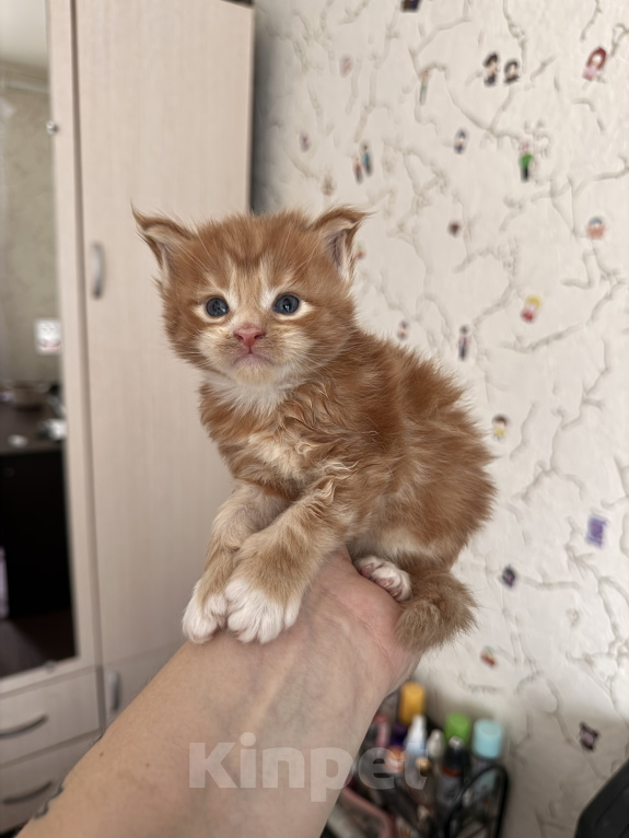 Кошки в Люберцах: продажа Мейн Куны Девочка, 25 000 руб. - фото 2