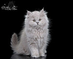 Кошки в Санкт-Петербурге: Британский длинношерстный котик Мальчик, 5 000 руб. - фото 1