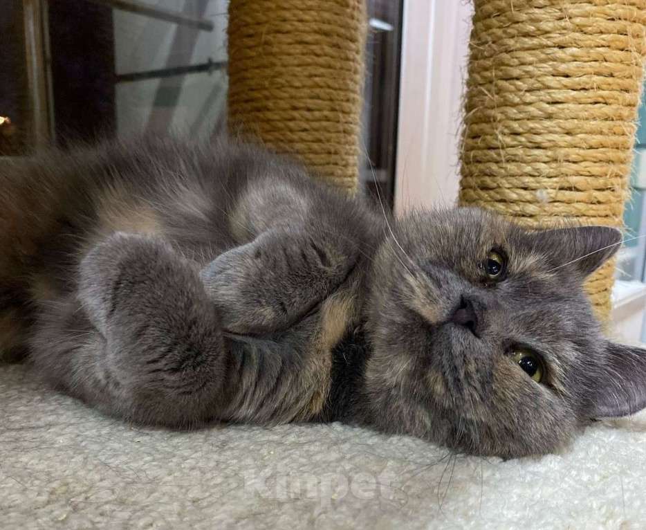 Кошки в Москве: Невероятно плюшевая кошь Девочка, Бесплатно - фото 3