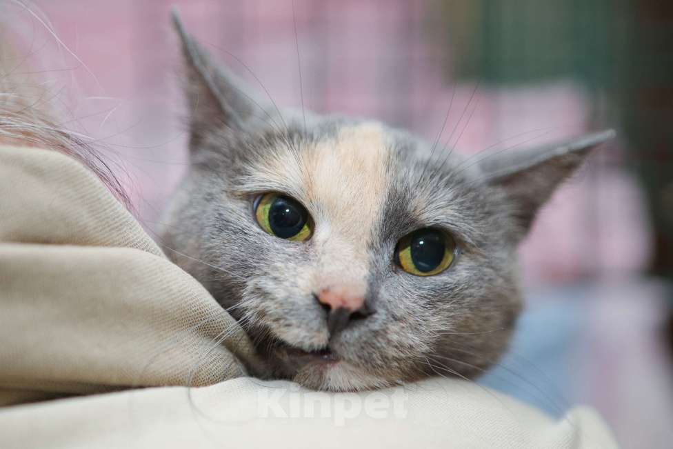 Кошки в Санкт-Петербурге: Кошка Марта в добрые руки Девочка, Бесплатно - фото 2