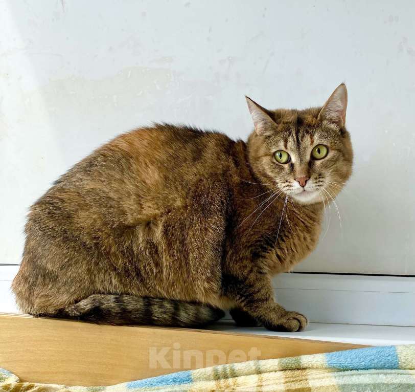 Кошки в Москве: Плюшевая кошечка Сильва в добрые руки Девочка, Бесплатно - фото 4