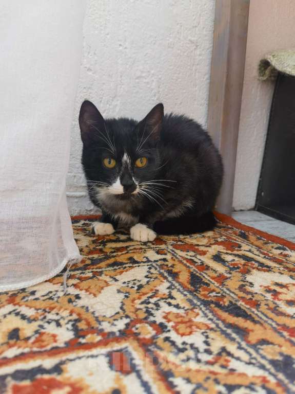 Кошки в Москве: Малыш Ронни пережил столько ужасов и никак не найдет дом Мальчик, Бесплатно - фото 4