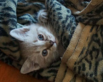 Кошки в Саратове: Рождественский котёнок Мальчик, 20 руб. - фото 7